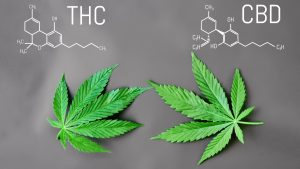 CBD vs. THC: What’s the Difference?