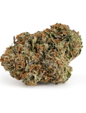 Sapphire Scout Strain