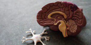 What Does Weed Do To Your Brain?