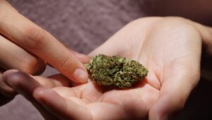 What Cannabis Strain Is Best for Migraines?