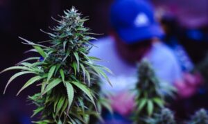 How Different Strains Give You Different Highs?