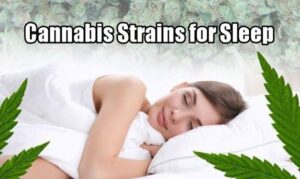Cannabis Weeds to Improve Sleep Quality?