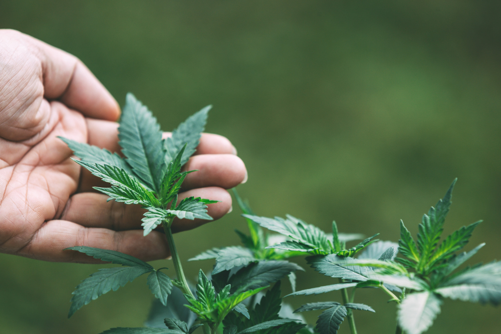 Natural Remedies to Remove the Cannabis Smell from Hands