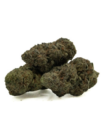 BLUE LOBSTER - Hybrid (AAA)